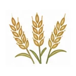Wheat Straw
